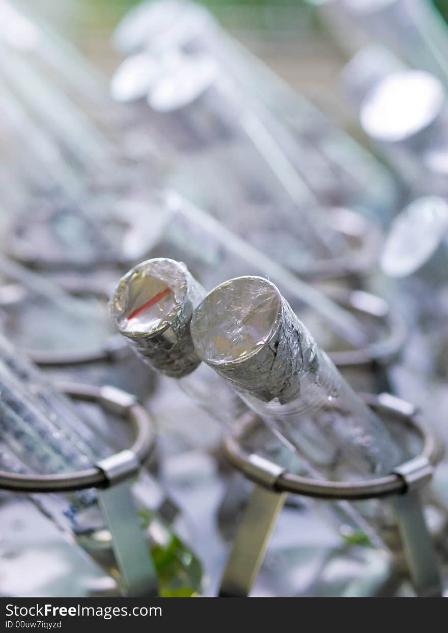 Test tubes with genetically modified plant culture on a rocker in a laboratory