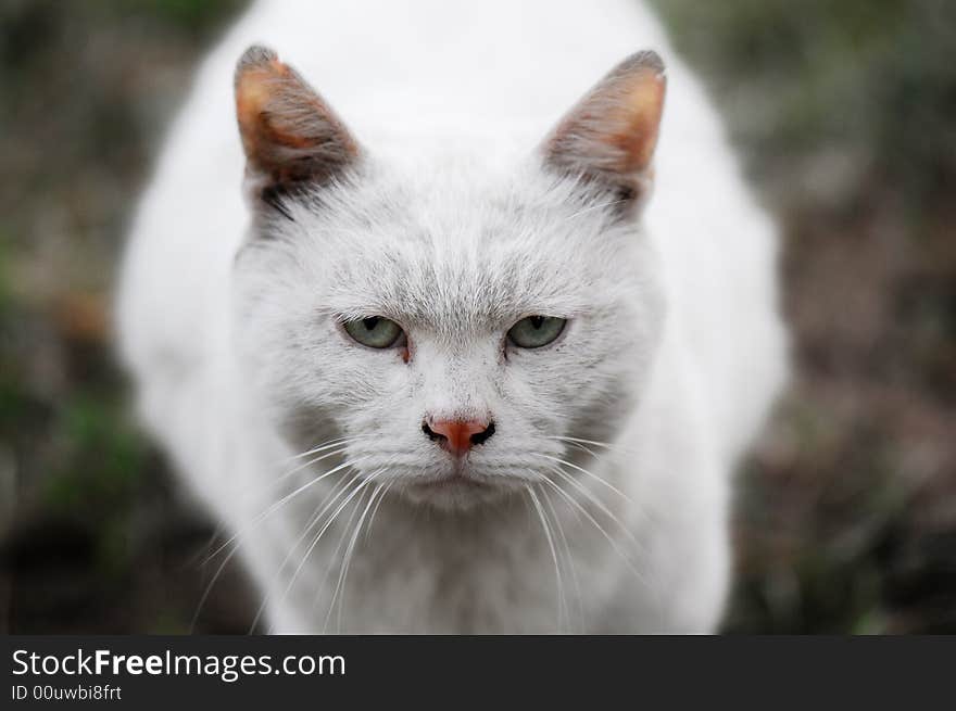 Cute white cat with sharp eyes