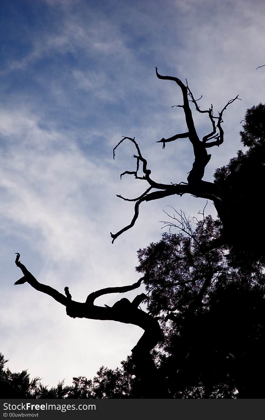 Dried tree