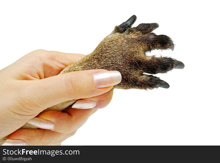 Human hand holding animal's paw. Human hand holding animal's paw