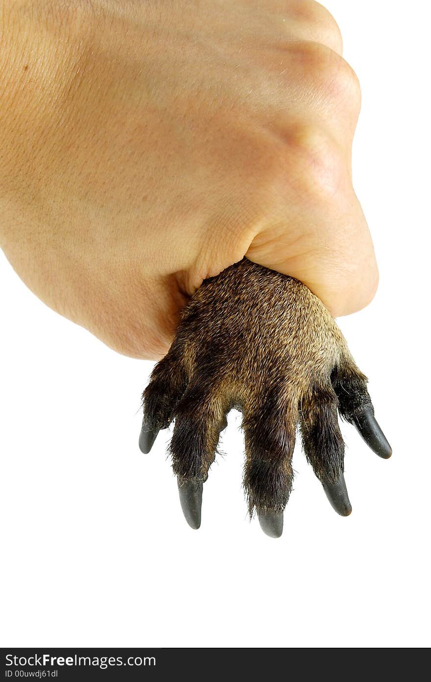 Animal's paw in human hand. Animal's paw in human hand