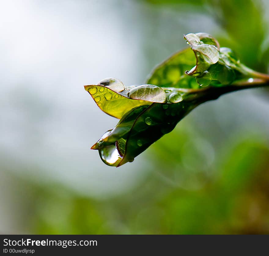 Beautiful fresh green leaves with drops. Beautiful fresh green leaves with drops