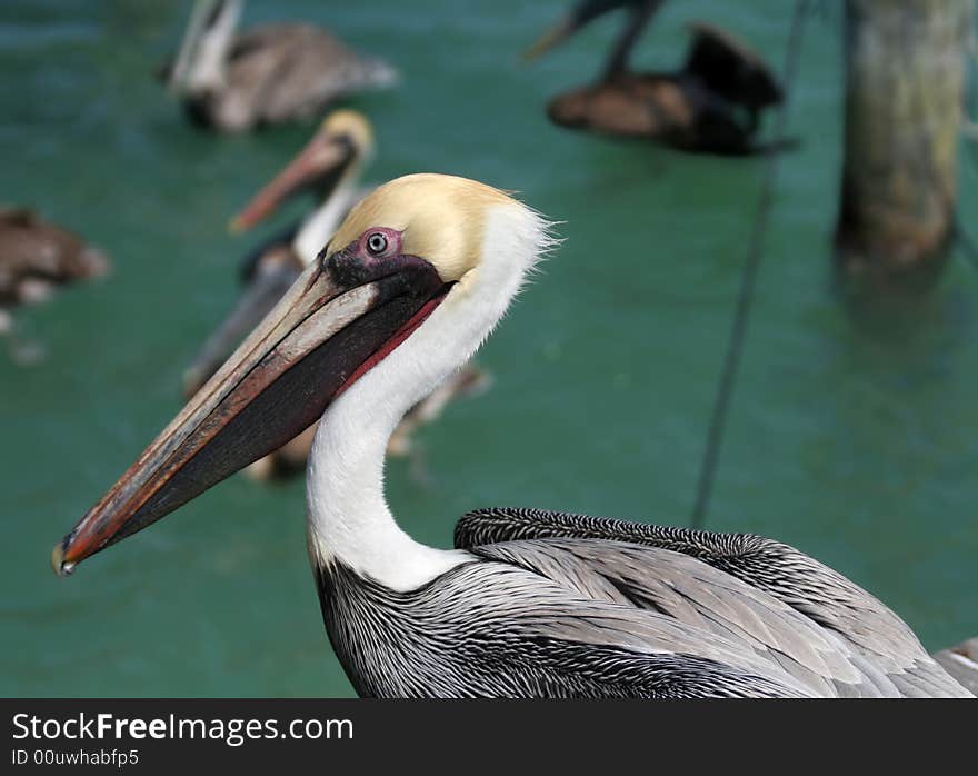 Pelican