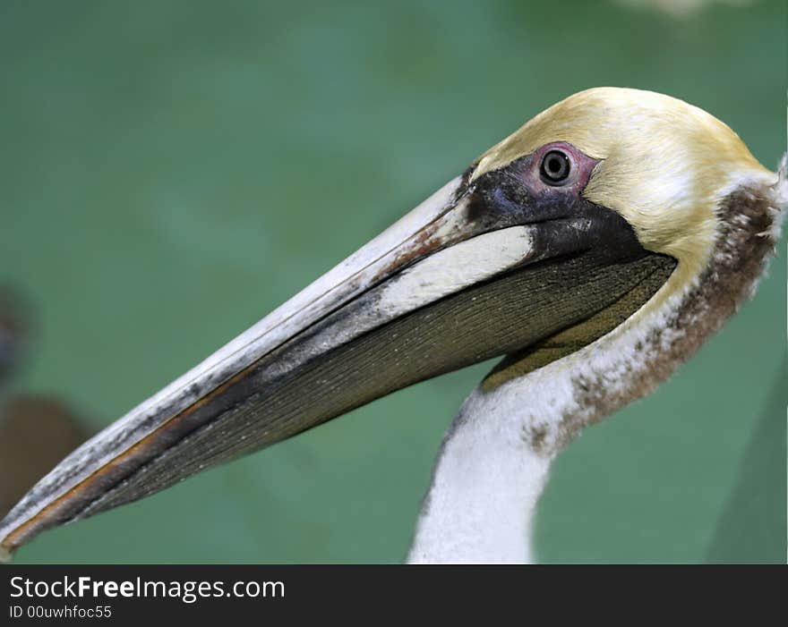 Portrait Of A Pelican