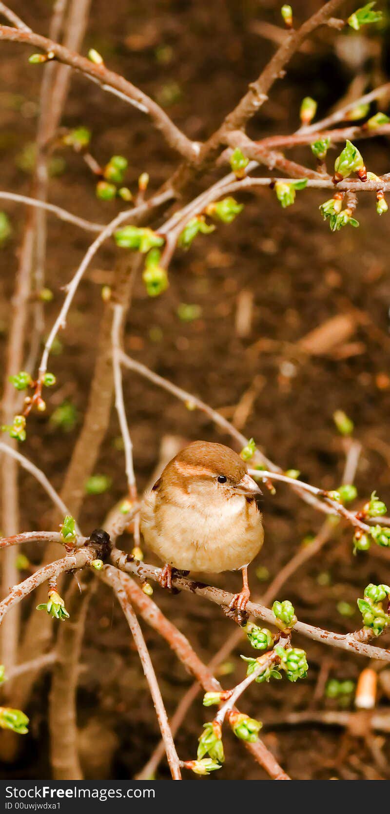 Color Nature Background With Bird