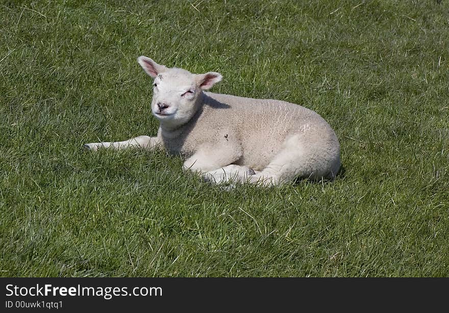 Little lamb