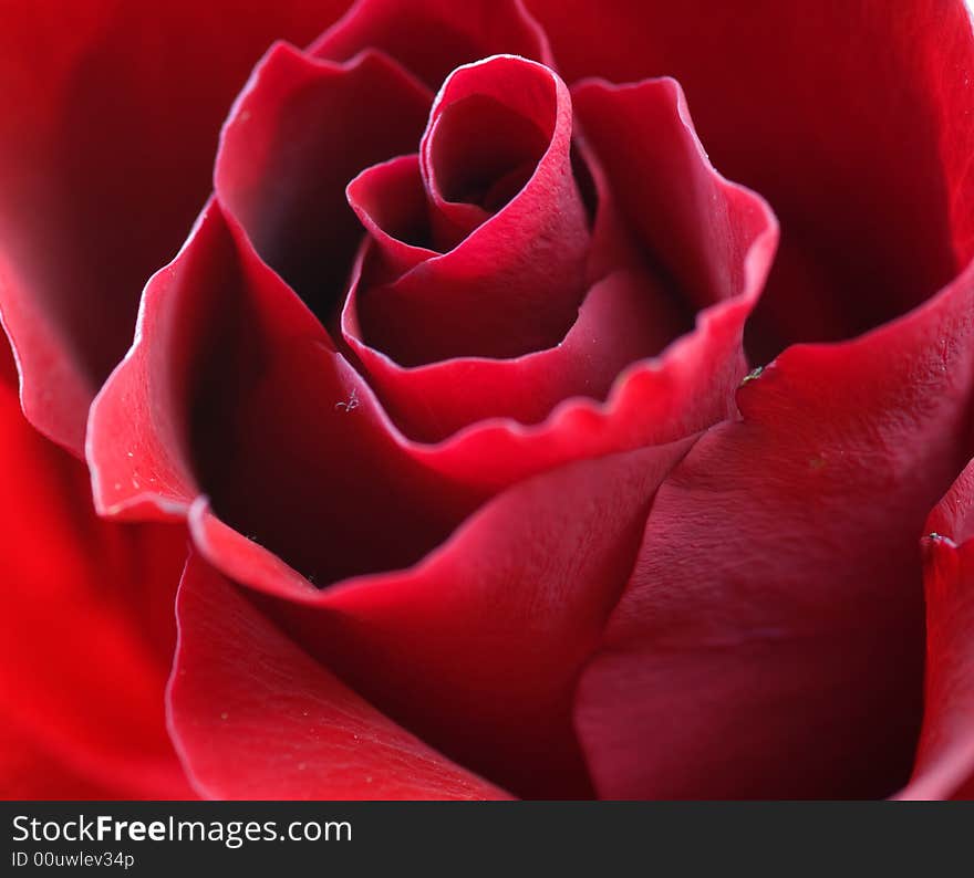 A red rose close up. A red rose close up