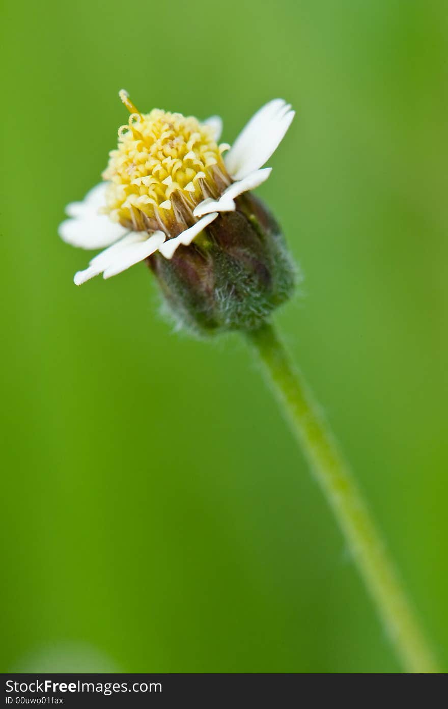 Macro photo of little flower. Macro photo of little flower