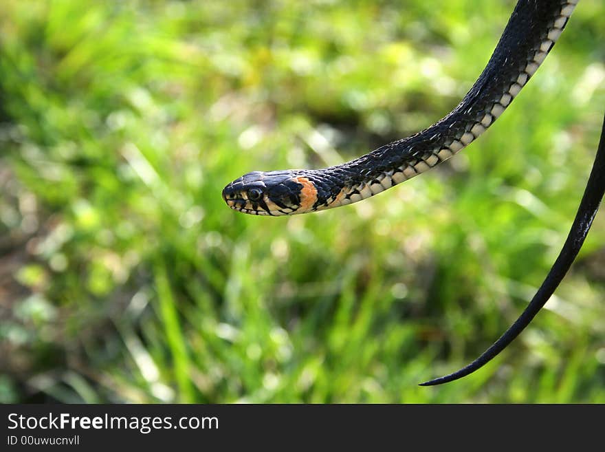 Snake reptile hanging on the branch on the natural green background