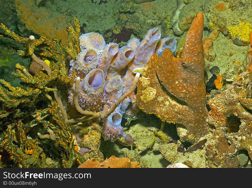 A colorful selection of Bahamian sponges growing in close proximity.