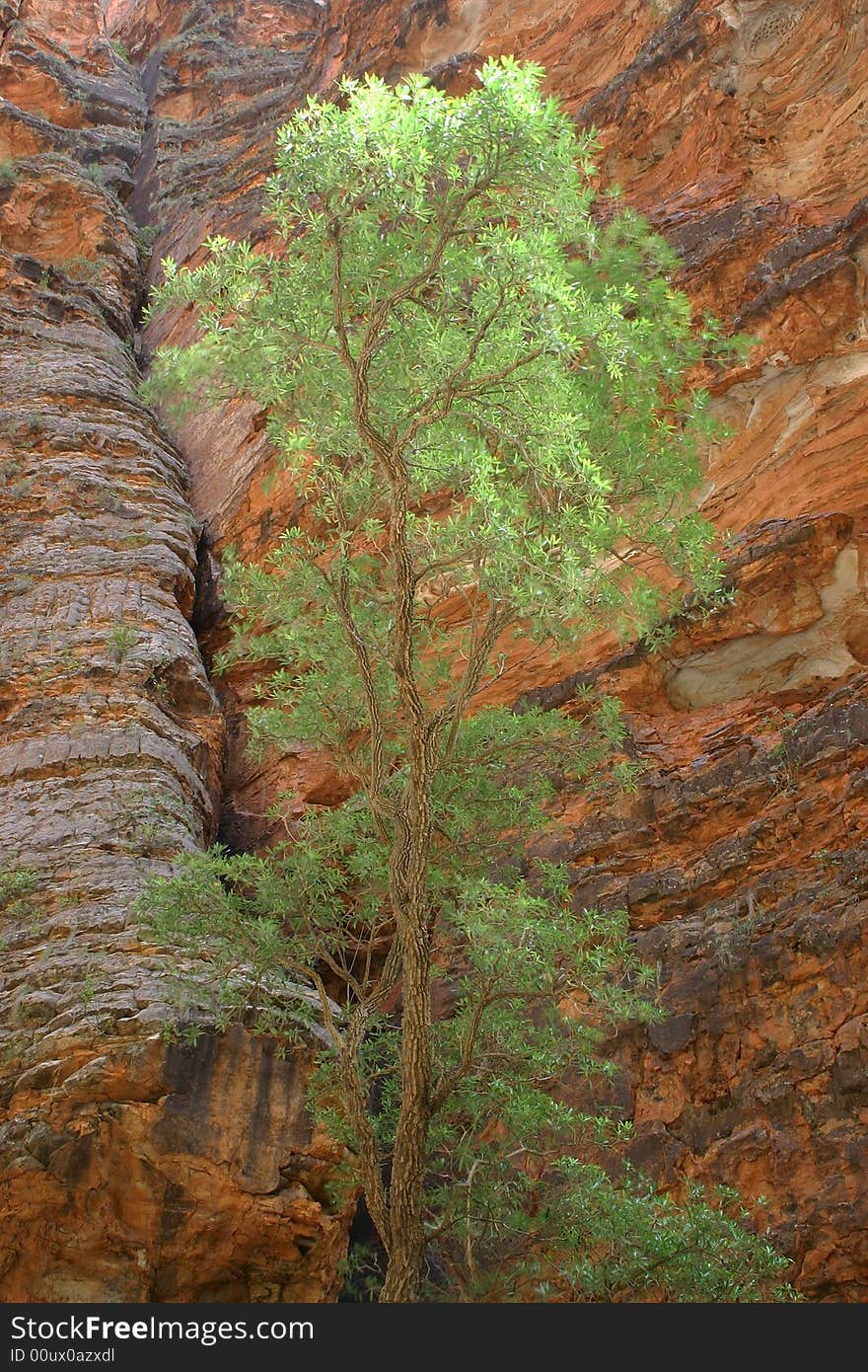 Green Tree Against Rock