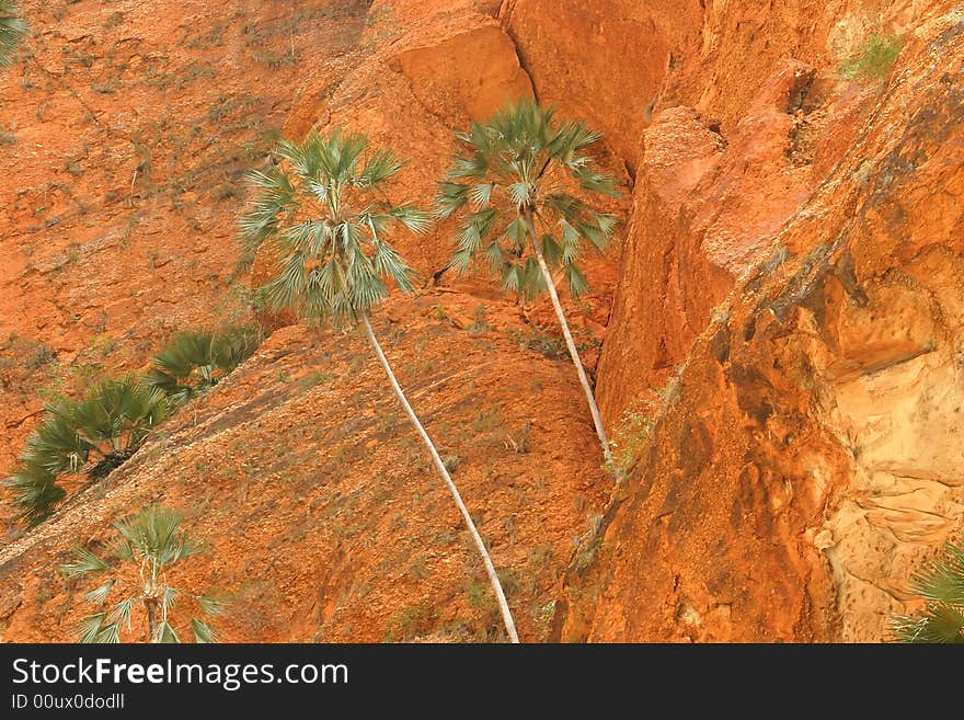 Green Treetops Against Rock