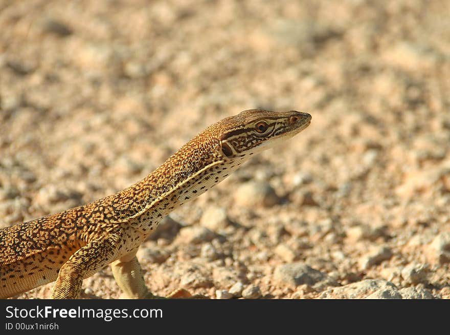 A close up portrait of a lizard basking in Australia's outback. Wildlife. Tanami road, Northern Territory, Australia. A close up portrait of a lizard basking in Australia's outback. Wildlife. Tanami road, Northern Territory, Australia.