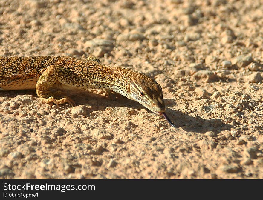 A close up portrait of a goanna basking in Australia's outback. Wildlife. Tanami road, Northern Territory. Australia. A close up portrait of a goanna basking in Australia's outback. Wildlife. Tanami road, Northern Territory. Australia.