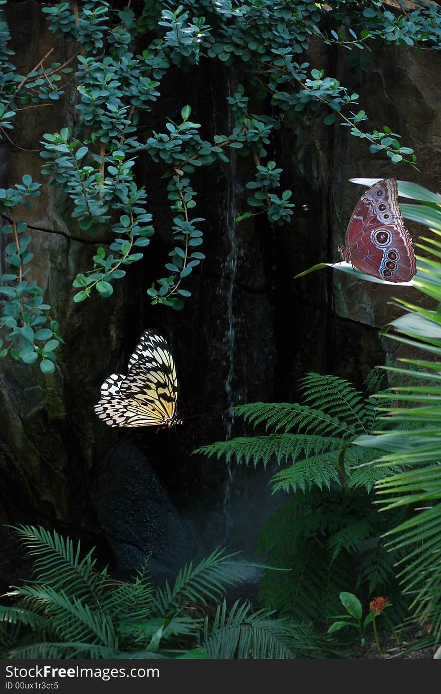 Pair of tropical butterflies in a botanical garden. Pair of tropical butterflies in a botanical garden.