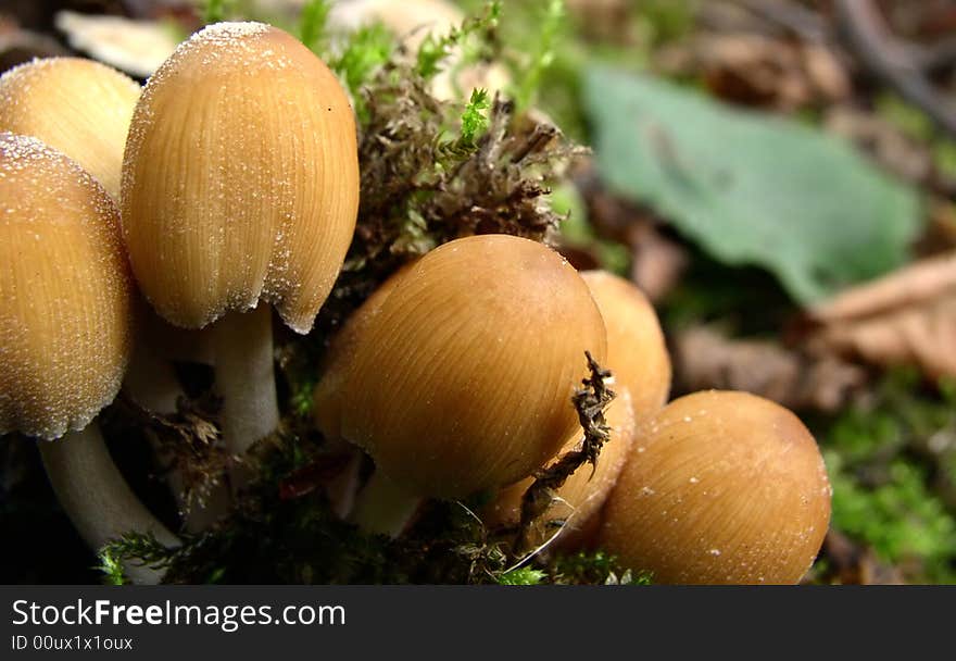 Closeup photo of some uneatable mashrooms. Closeup photo of some uneatable mashrooms