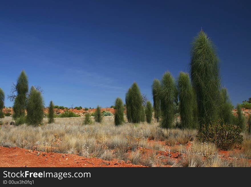 Green cypreses against beautiful azure sky.  Northern Territory.  Australia. Green cypreses against beautiful azure sky.  Northern Territory.  Australia