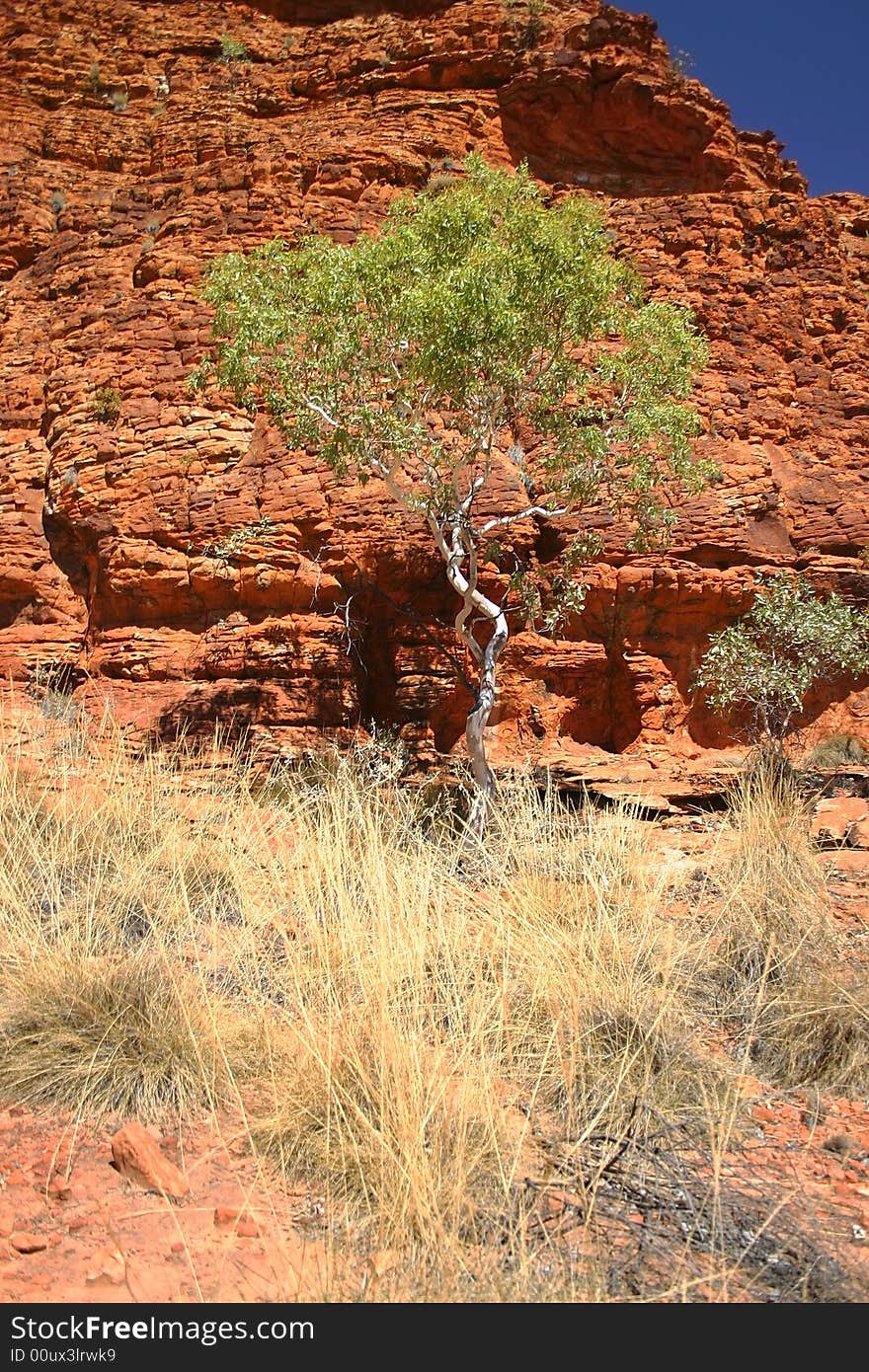 Tree against red rocks in Kings canyon. Watarrka National Park. Northern Territory. Australia