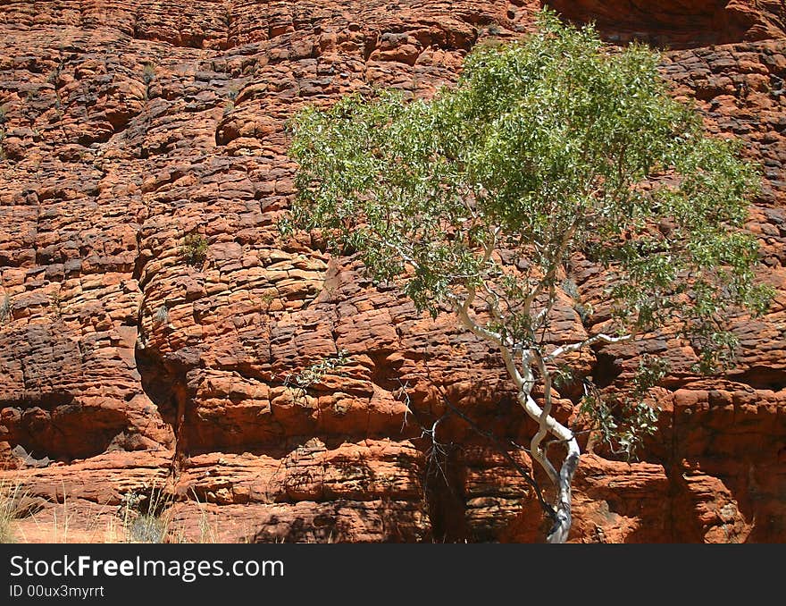 Treetop against red rocks