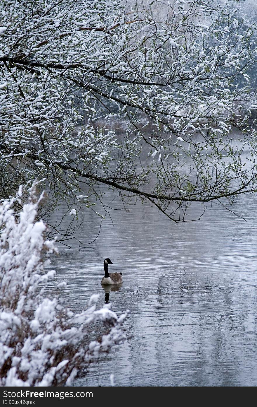 Lone goose swimming in lake