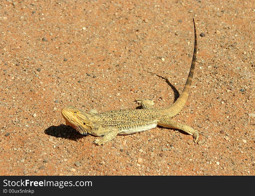 A close up portrait of a Frill Neck Lizard basking in Australia's outback. Wildlife. Oodnadatta track, South Australia