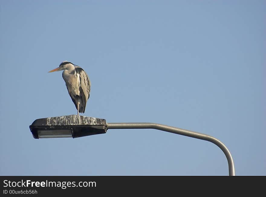 Grey heron