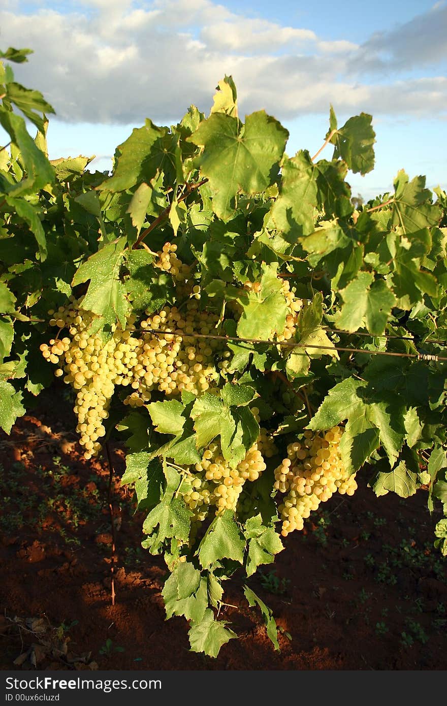 Close shot of vine leaves with grapes in Australian vineyard. Mildura, Victoria. Australia