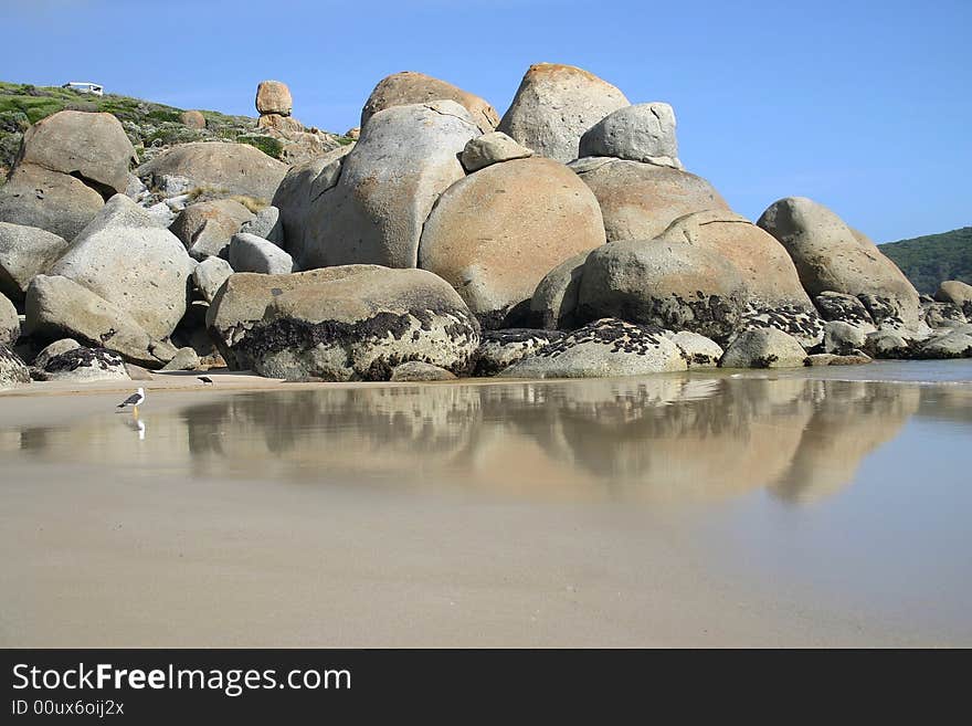 Sea gull standing in wet sand