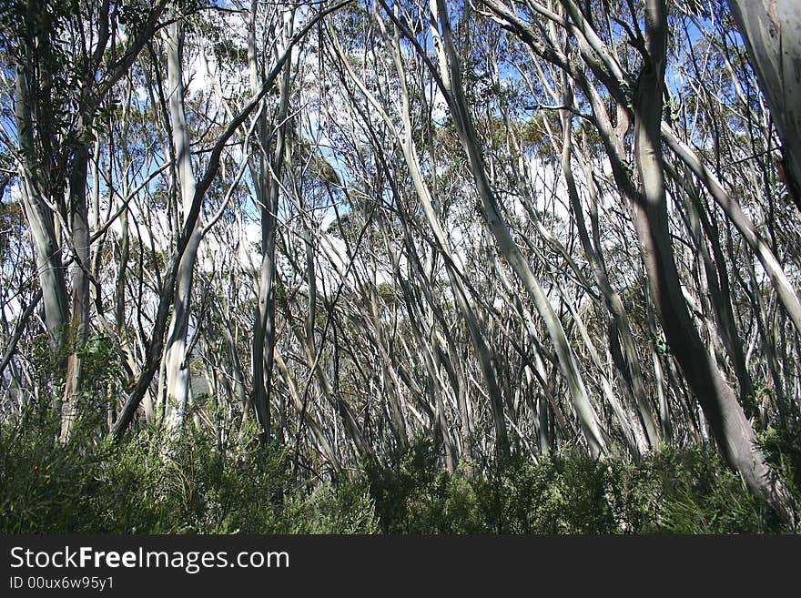 Tree trunks in deep forest of Wilsons Promontory national park. Victoria. Australia