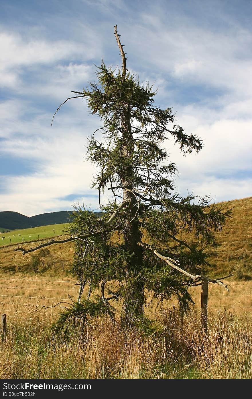 Pine tree against rolling landscape