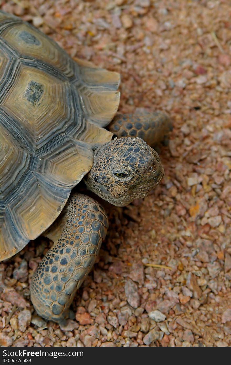 Close-up image of a Desert Tortoise's head, legs and partial shell. Close-up image of a Desert Tortoise's head, legs and partial shell.