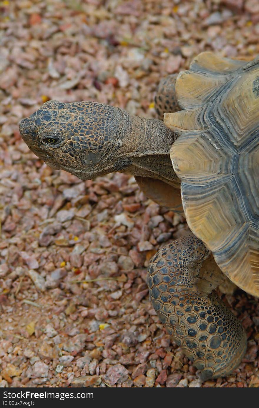 Close-up image of a Desert Tortoise's head, legs and partial shell. Close-up image of a Desert Tortoise's head, legs and partial shell.