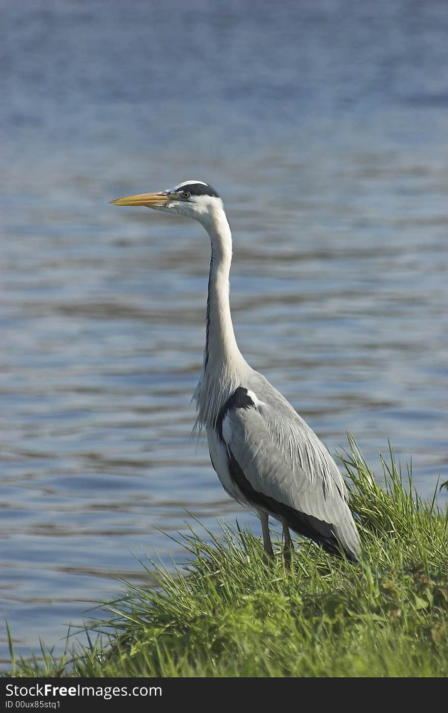 Grey heron