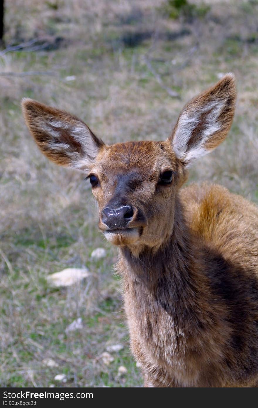 Red Deer closeup