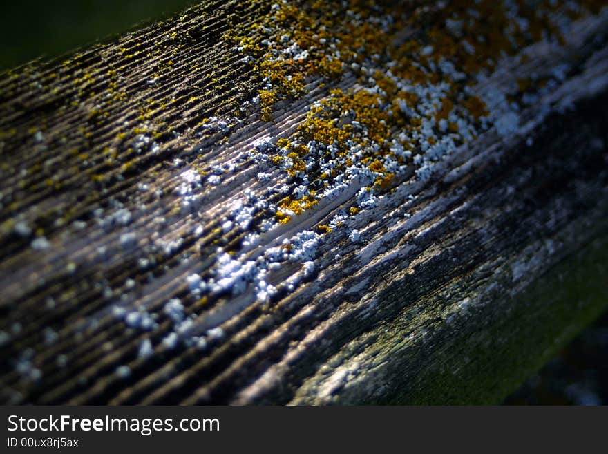 Moss Growing on Weatherd fence. Moss Growing on Weatherd fence