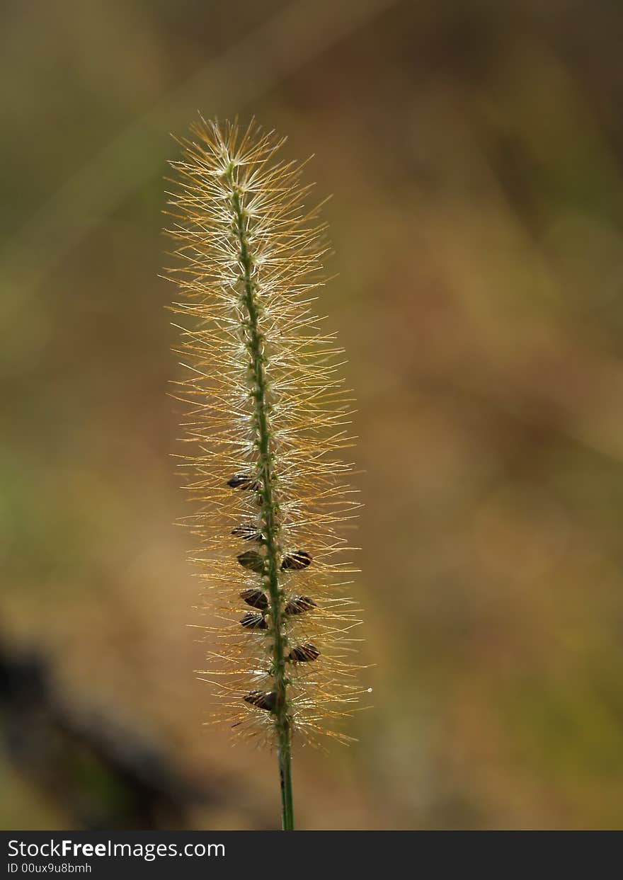 Backlit Grass Seed with blur background in the autumn