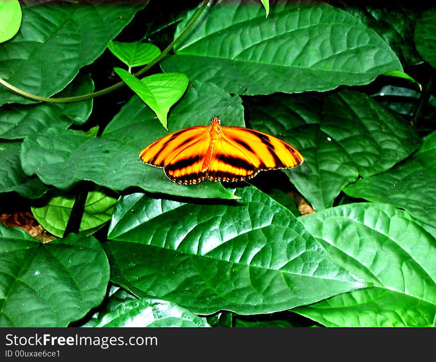 Orange and black striped butterfly. Orange and black striped butterfly.