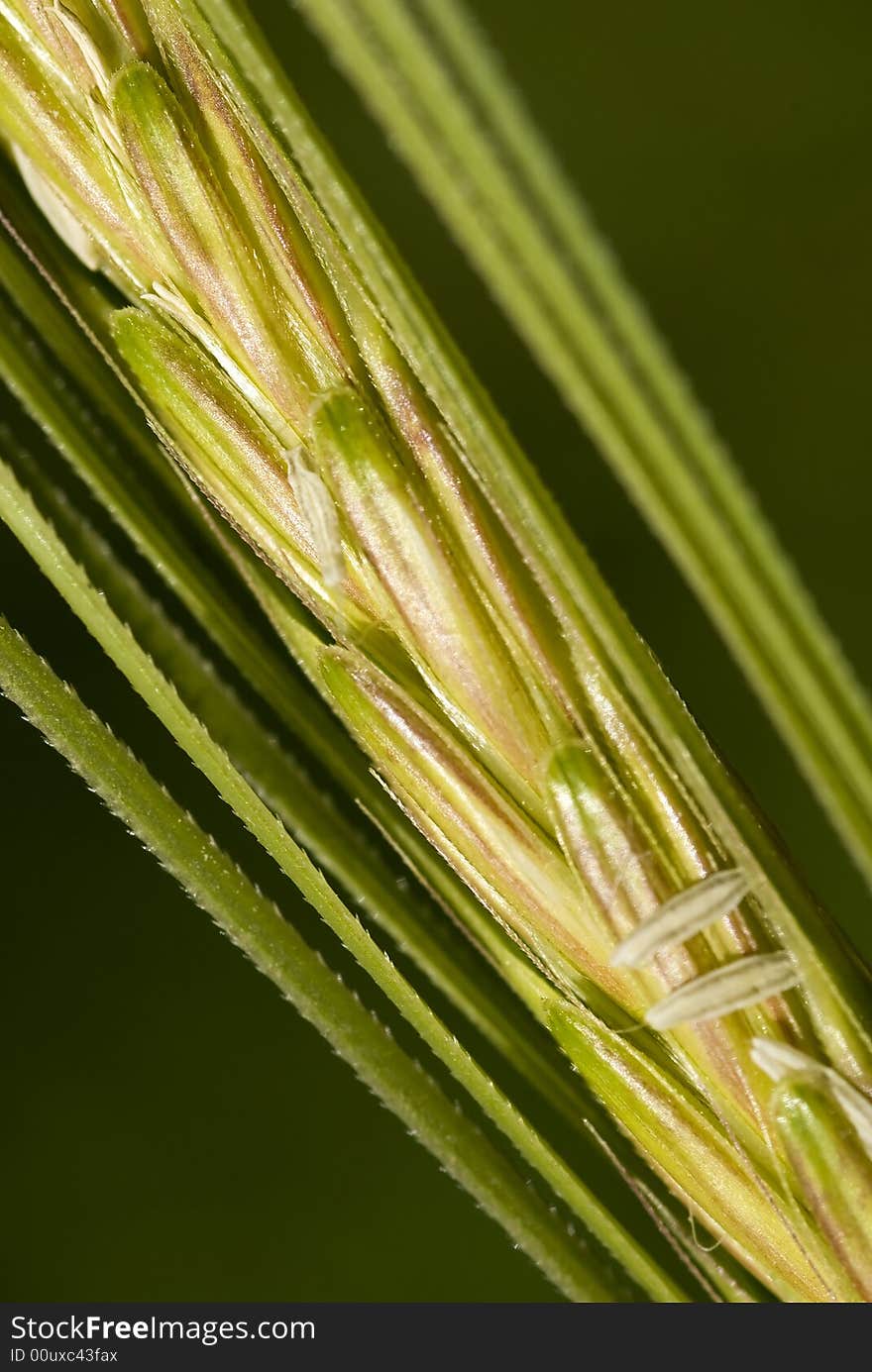 Grains of Wheat