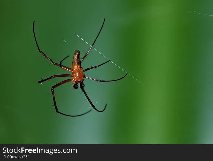 Close up image of spider