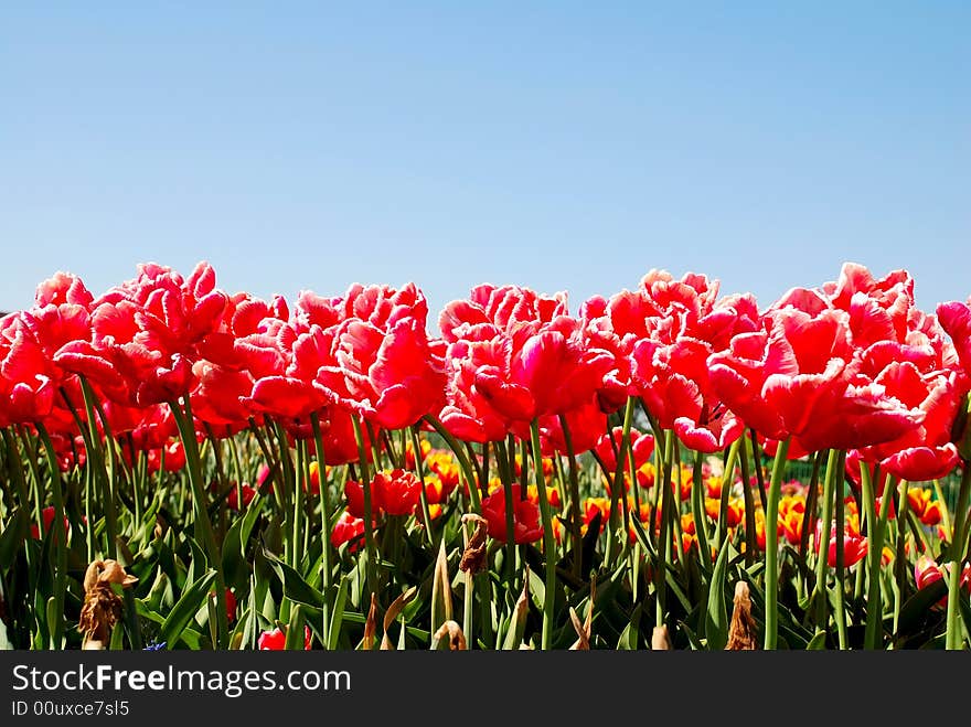 Red flowers under the sky. Red flowers under the sky