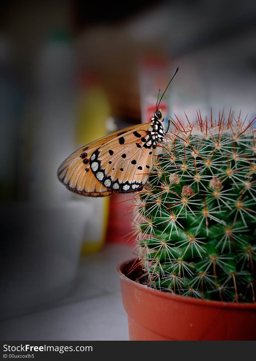 Butterfly with cactus still life