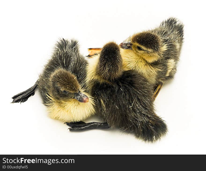 Three Baby Ducks