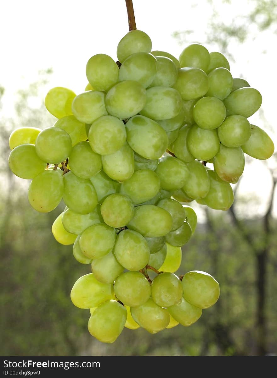 A bunch of white grapes growing on the vine. A bunch of white grapes growing on the vine