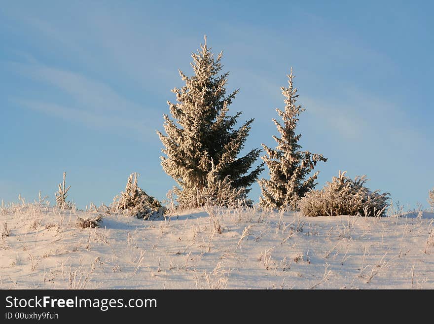 Winter trees in a winter wood