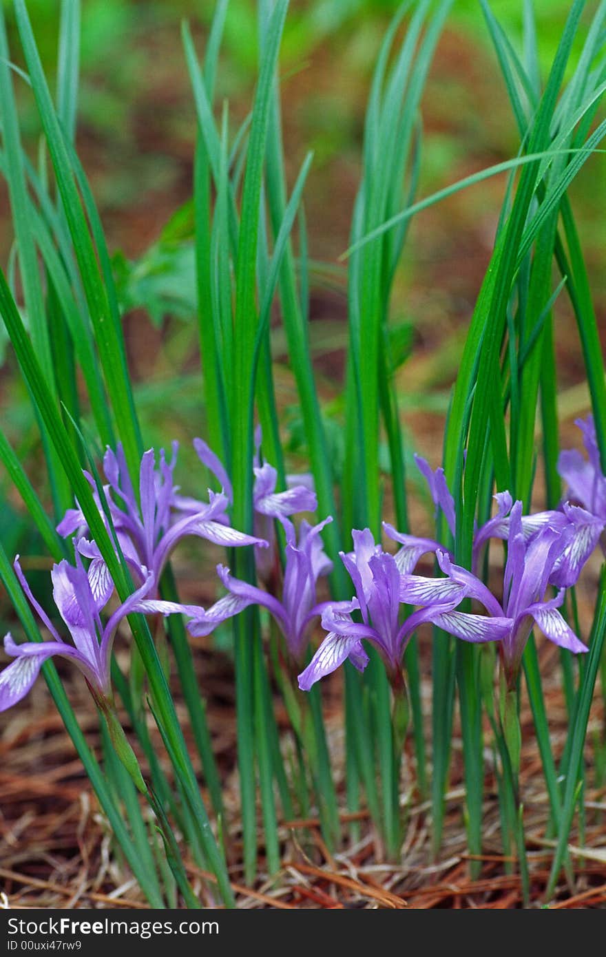 Wild iris flowers, green and purple