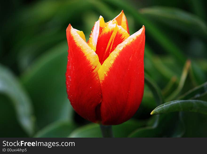 Tulip festival in woodburn oregon.