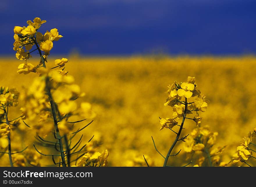 Golden canola (rape) field with shallow dof and vivid blue sky. Golden canola (rape) field with shallow dof and vivid blue sky