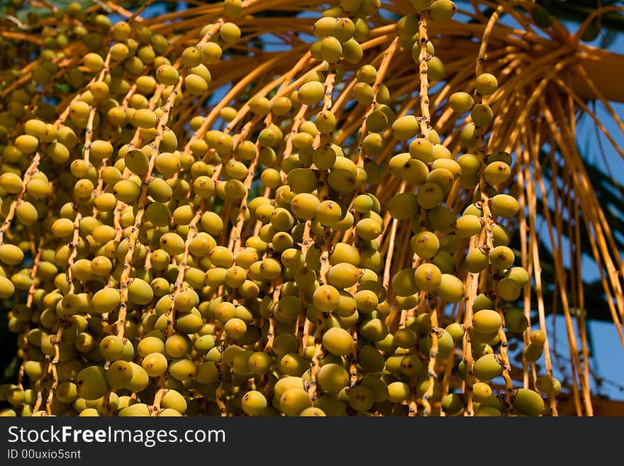 Deep yellow palm tree fruits in sun