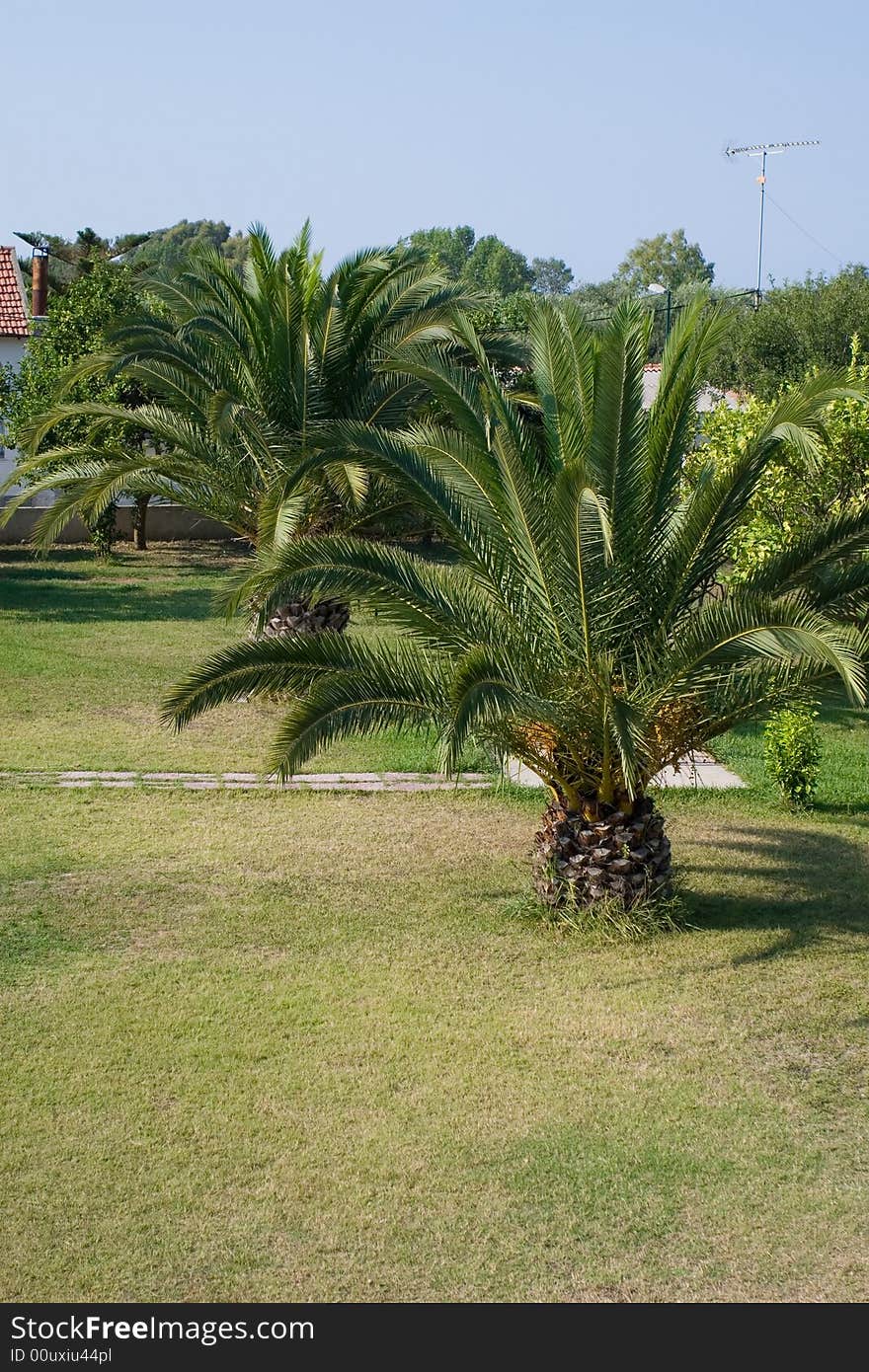 Mediterranean garden with big green palm trees. Mediterranean garden with big green palm trees