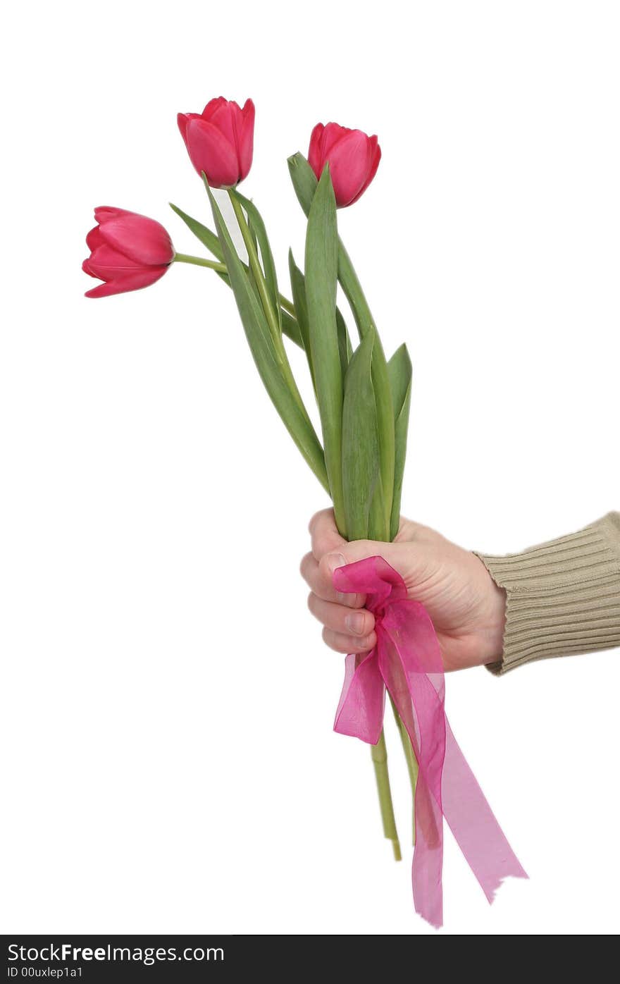 Three red tulips in man s hands